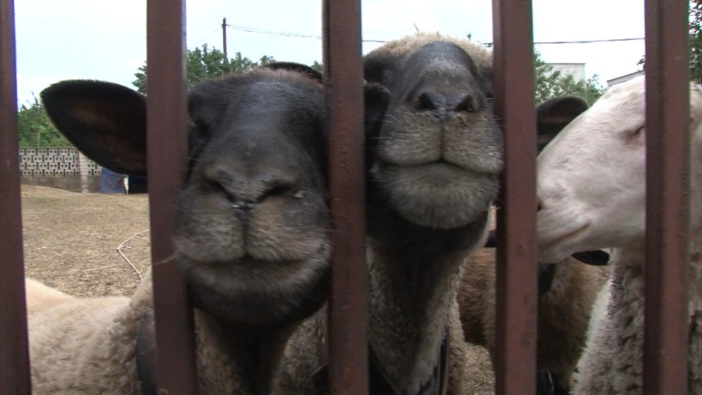 Netradičné zásahy mestskej polície