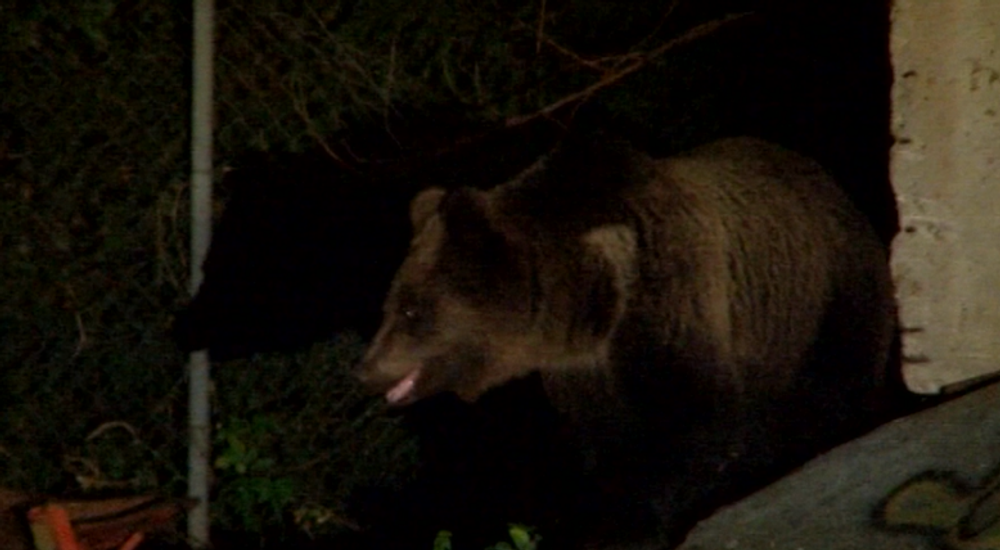 Už niekoľko rokov sa obyvatelia Vysokých Tatier márne sťažujú na premnožený počet medveďov, situácia sa podľa mesta zhoršuje 