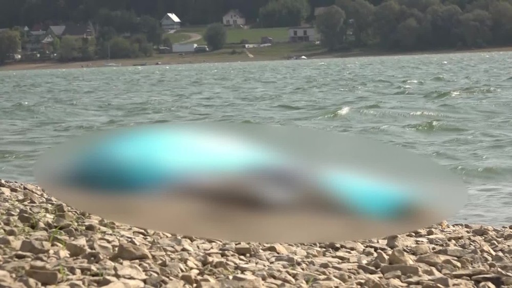 [multi] 082724WVP 365