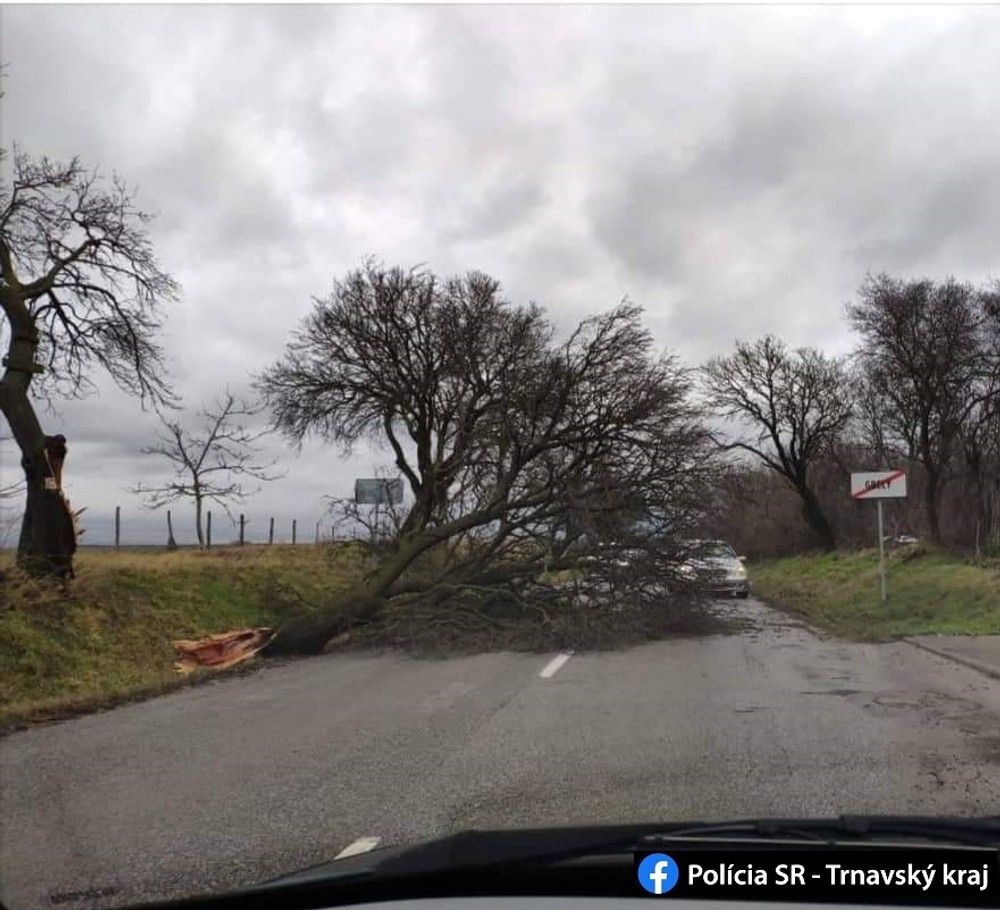 Petrová Ves-Šaštín Stráže - prevrátený strom