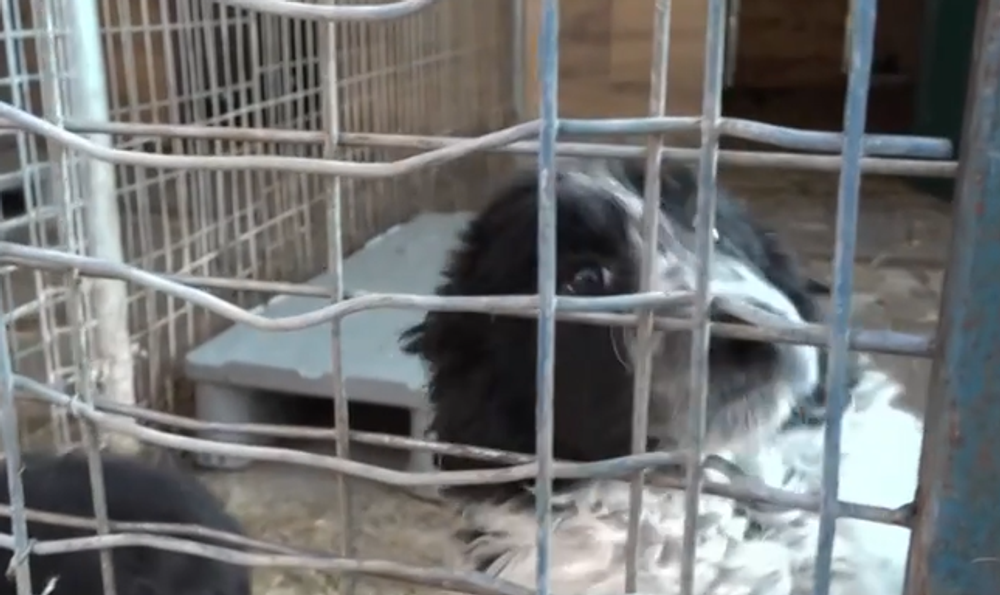 Šteniatka niekto vyhodil vo vreci do lesa