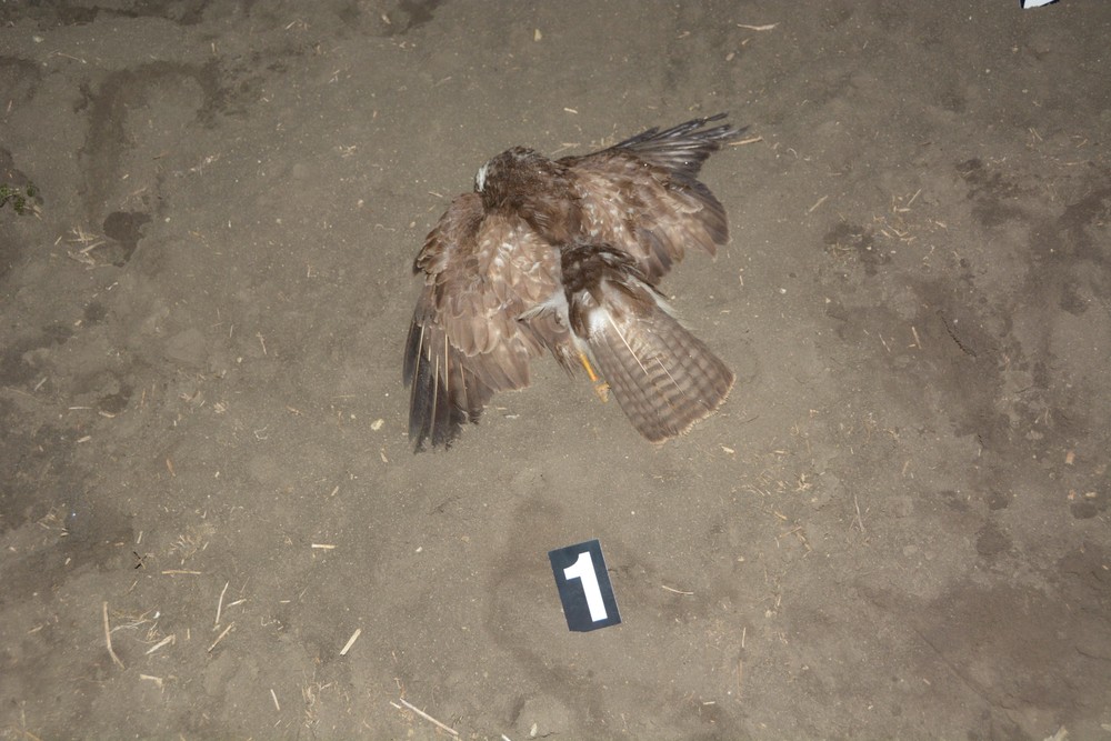 180324_otrava_dravce509702