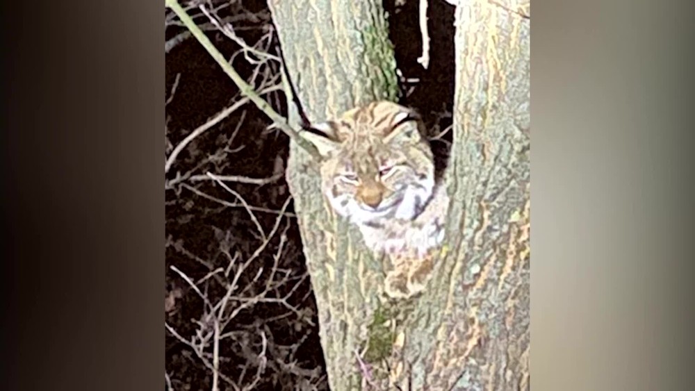 [multi] Rys v meste 4950