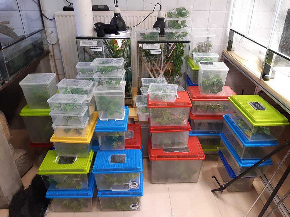 Colná polícia zadržala chameleónov na letisku 