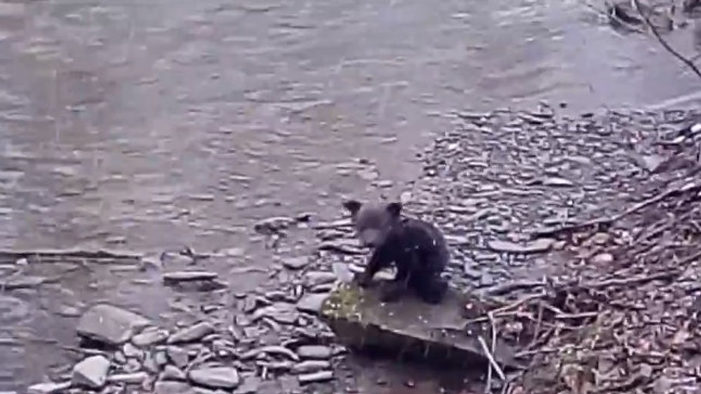 Záchrana medvedíka