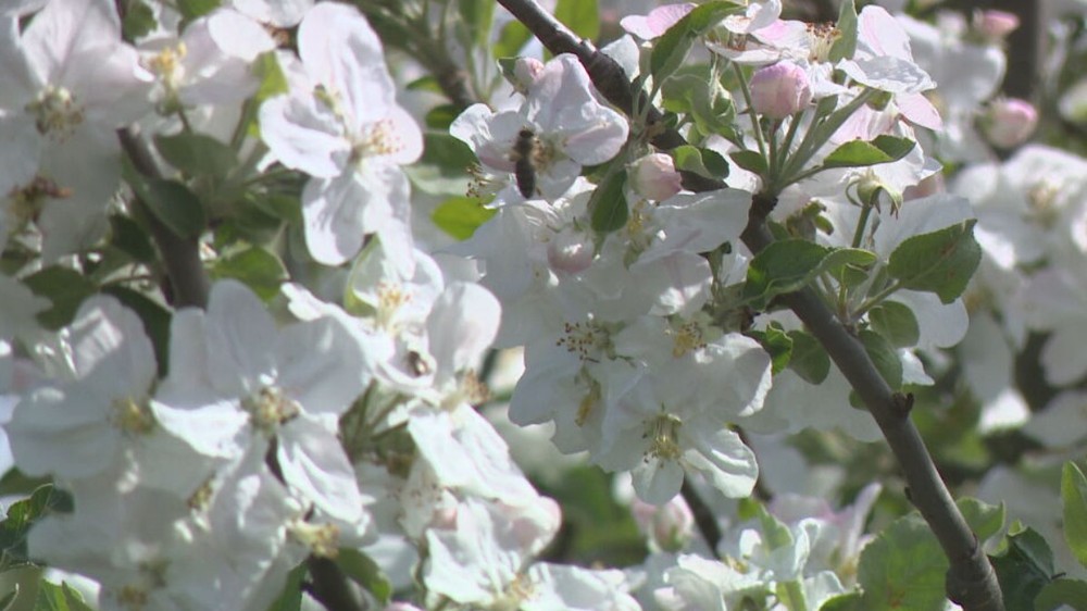 kvety il jar stormy kvet (5)