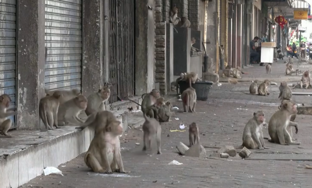 Opice 1
