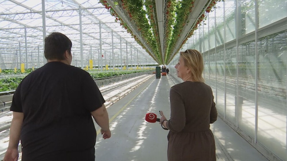 jahodový skleník (8)