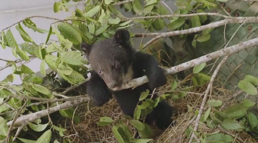 zachranene medvede (4)