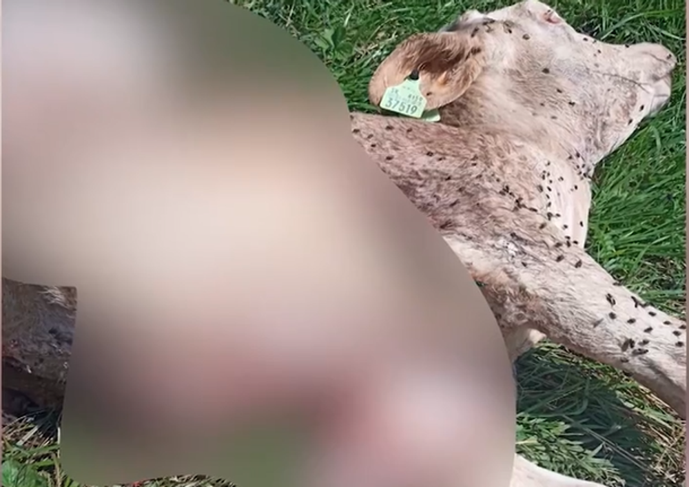 Screenshot 2024-07-11 093432