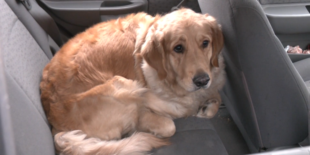 darovane vianoce auto