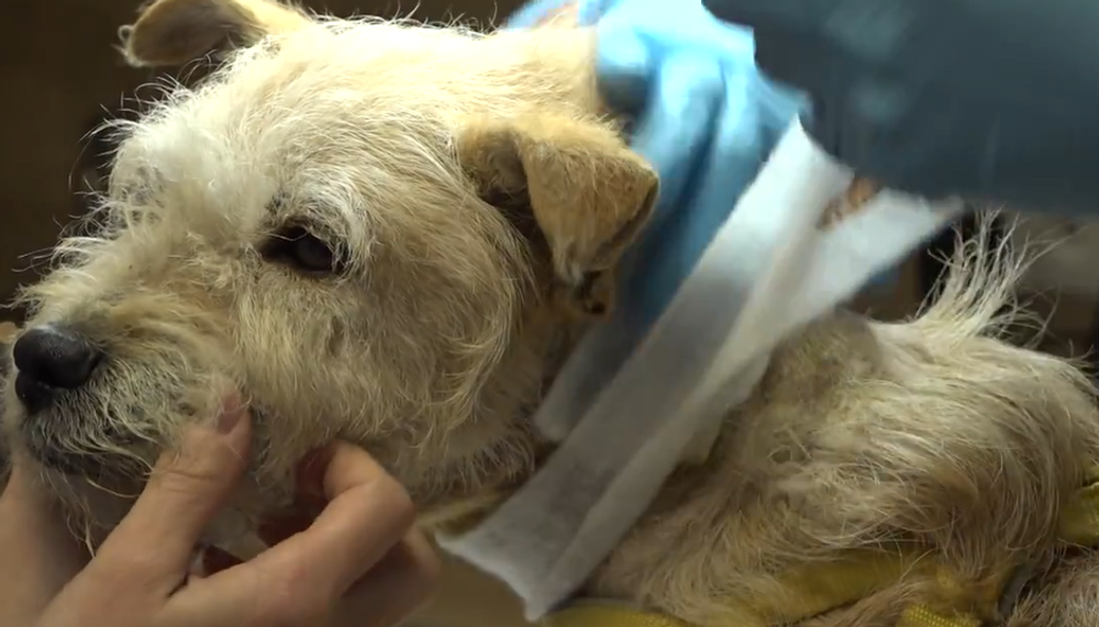 Nevinné obete ľudskej krutosti: Dva psíky mali lano vrastené do krku 