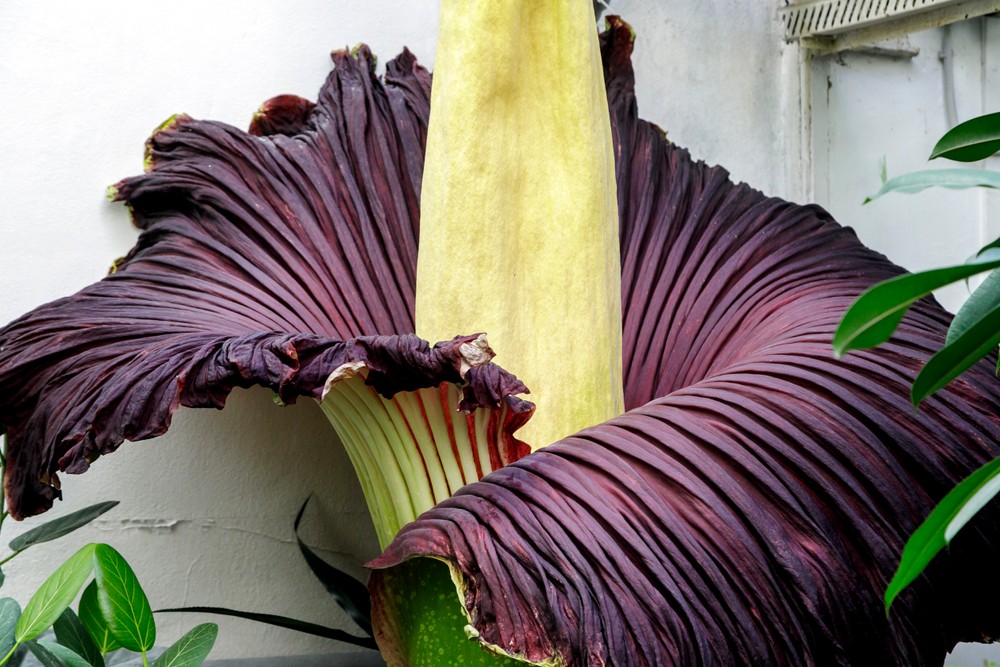 Raritný kvet v Botanickej záhrade