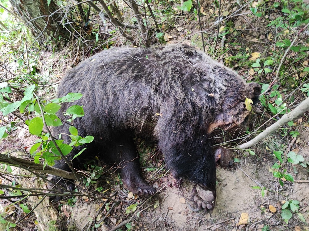 Zastrelený medvedˇ Sučany