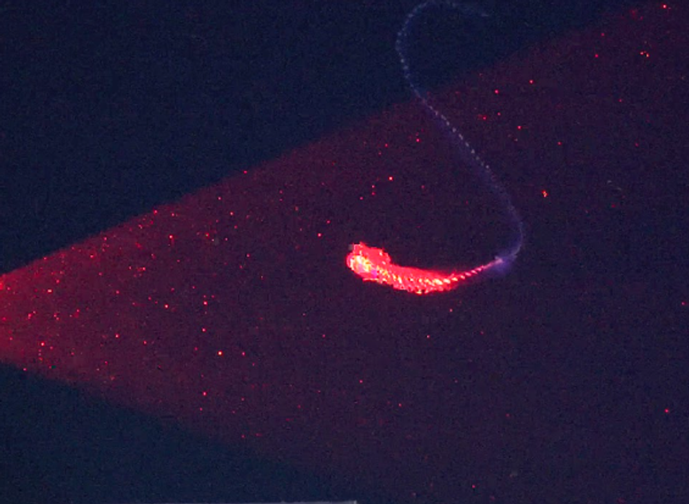 siphonophore