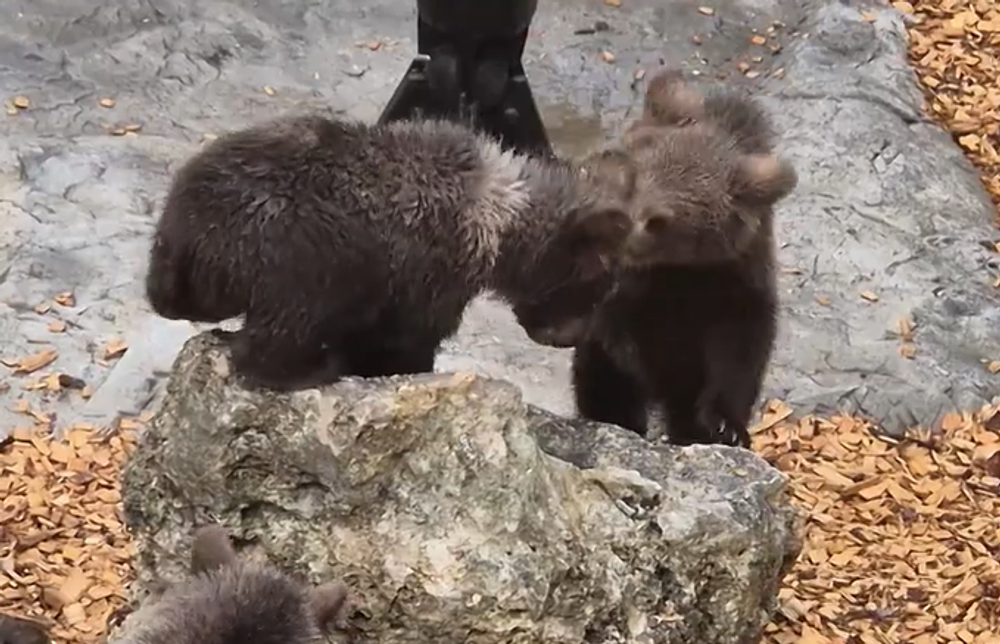Medvieďatká v Zoo Bojnice  2