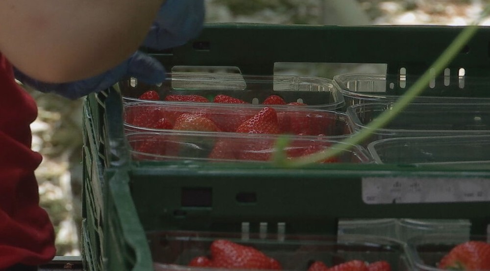 jahodový skleník (2)