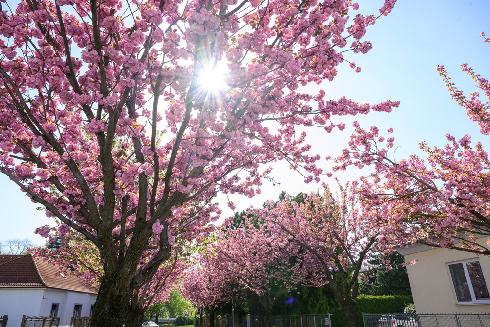 skrntr170425nr2123571