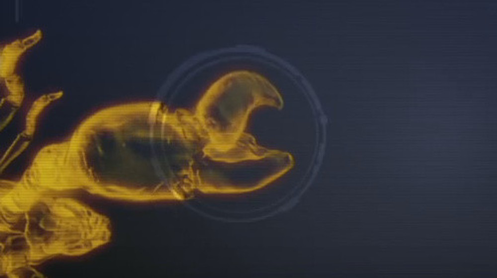 Pink Flloyd shrimp 2