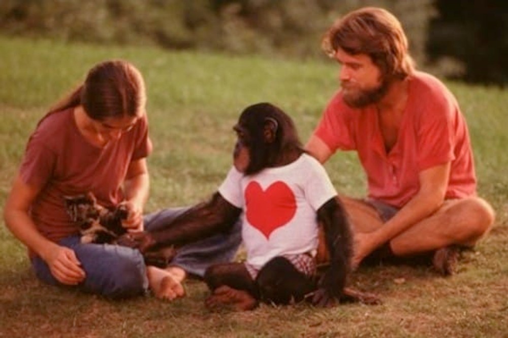 Vedci sa rozhodli vyhovieť túžbam Washoe a nechali ju prisvojiť malé šimpanzie mláďa - Loulisa.