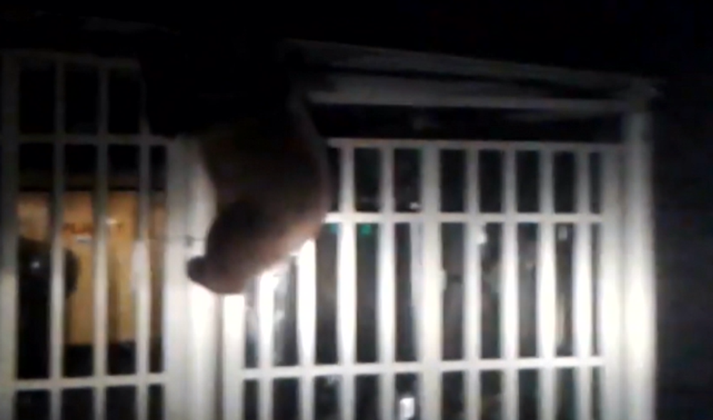 Už niekoľko rokov sa obyvatelia Vysokých Tatier márne sťažujú na premnožený počet medveďov, situácia sa podľa mesta zhoršuje 