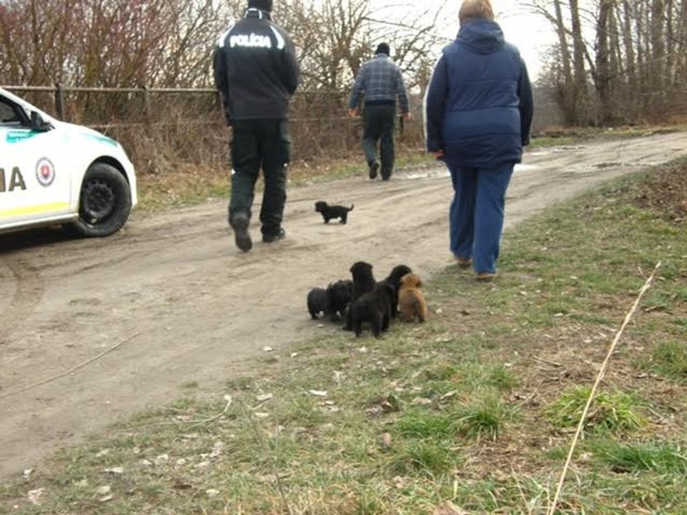 Záchrana šteniatok políciou.jpg
