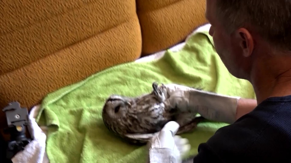 Záchranné stanice volajú o pomoc