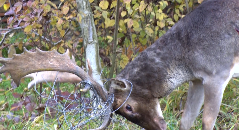Poľovníci zachraňovali dvoch danielov. Vysileným zvieratám pomohli v poslednej chvíli