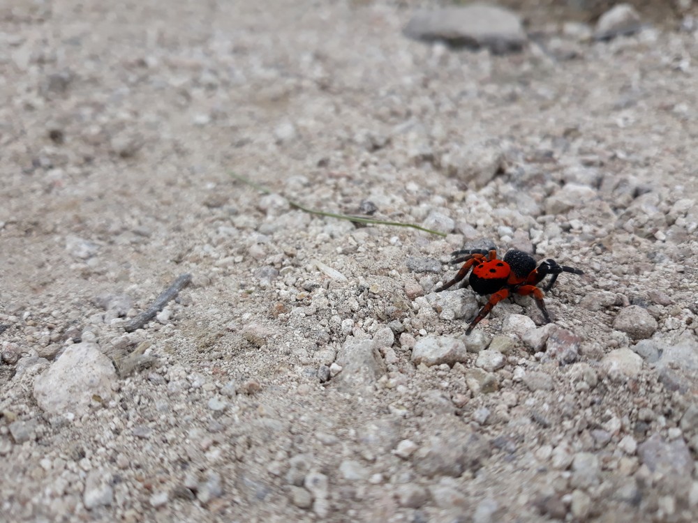 Stepník Červený - objavený na zrúcanine hradu Sivý kameň