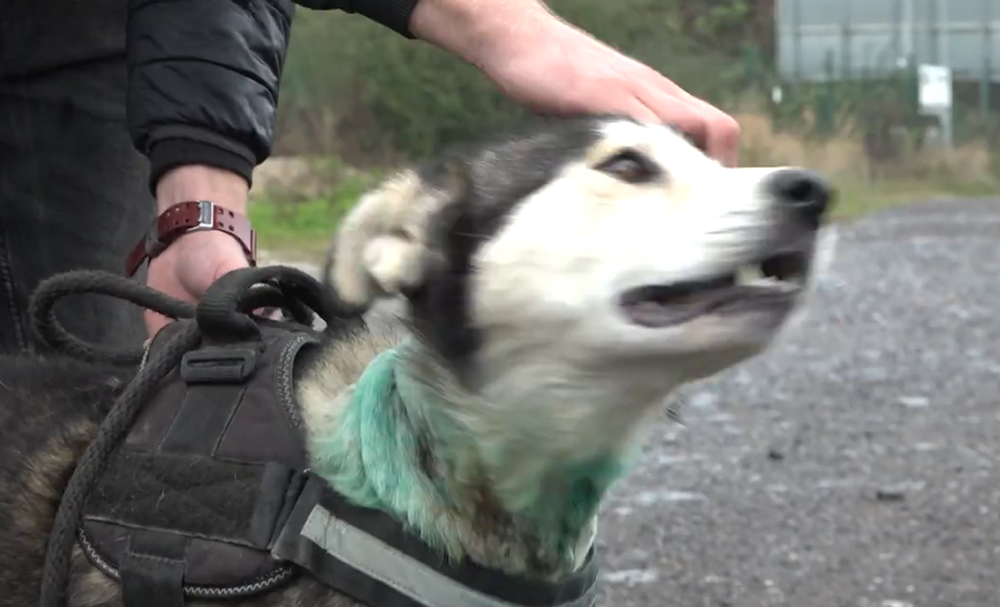 Nevinné obete ľudskej krutosti: Dva psíky mali lano vrastené do krku 