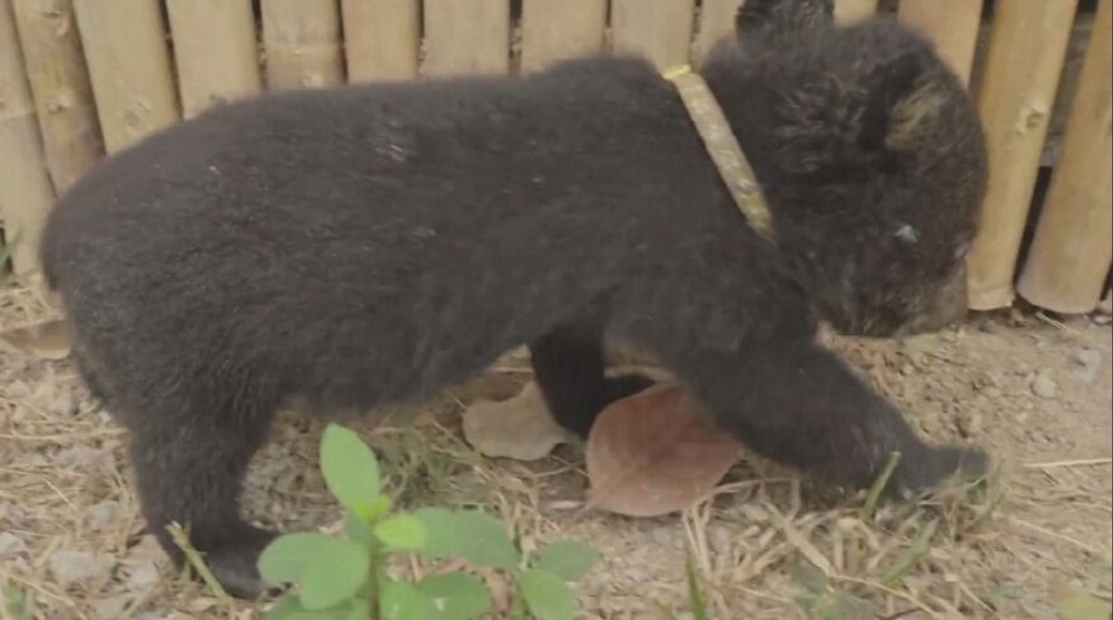 zachranene medvede (1)