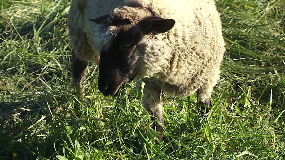 Netradičné zásahy mestskej polície
