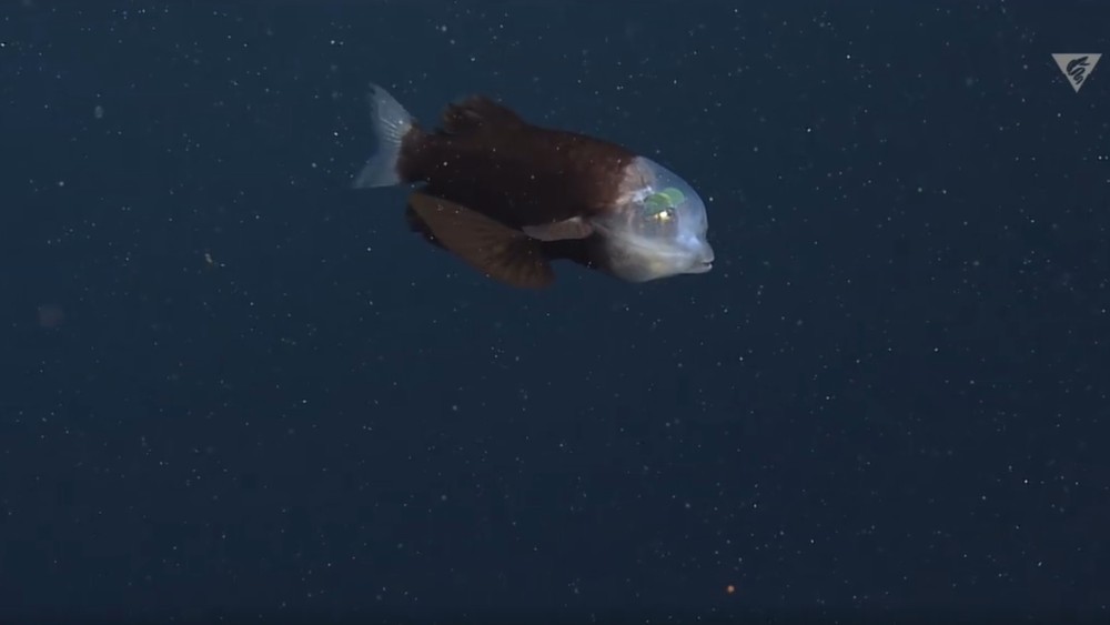 Ryba s priesvitnou hlavou