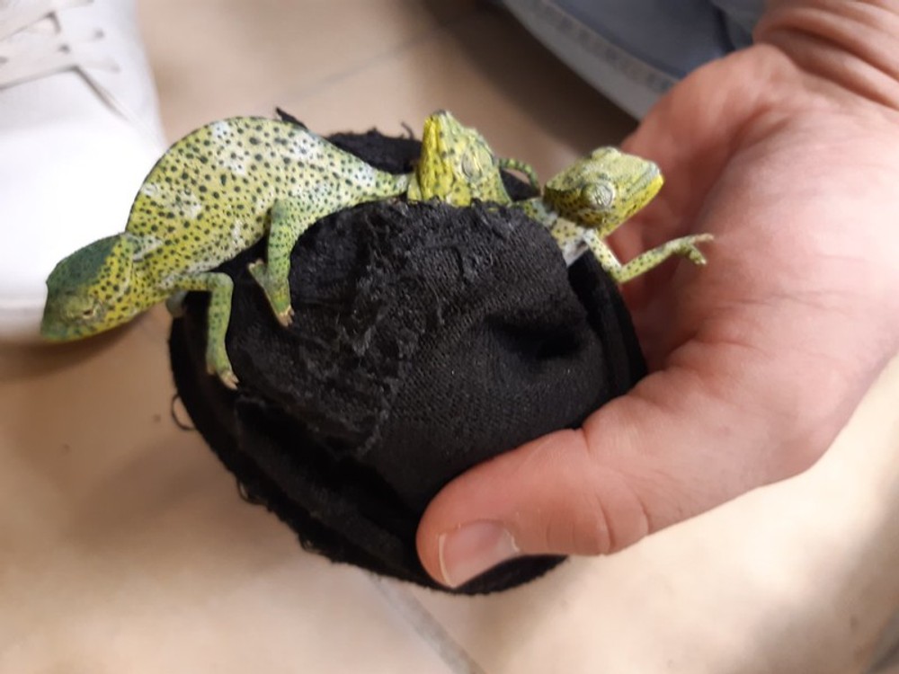 Colná polícia zadržala chameleónov na letisku 