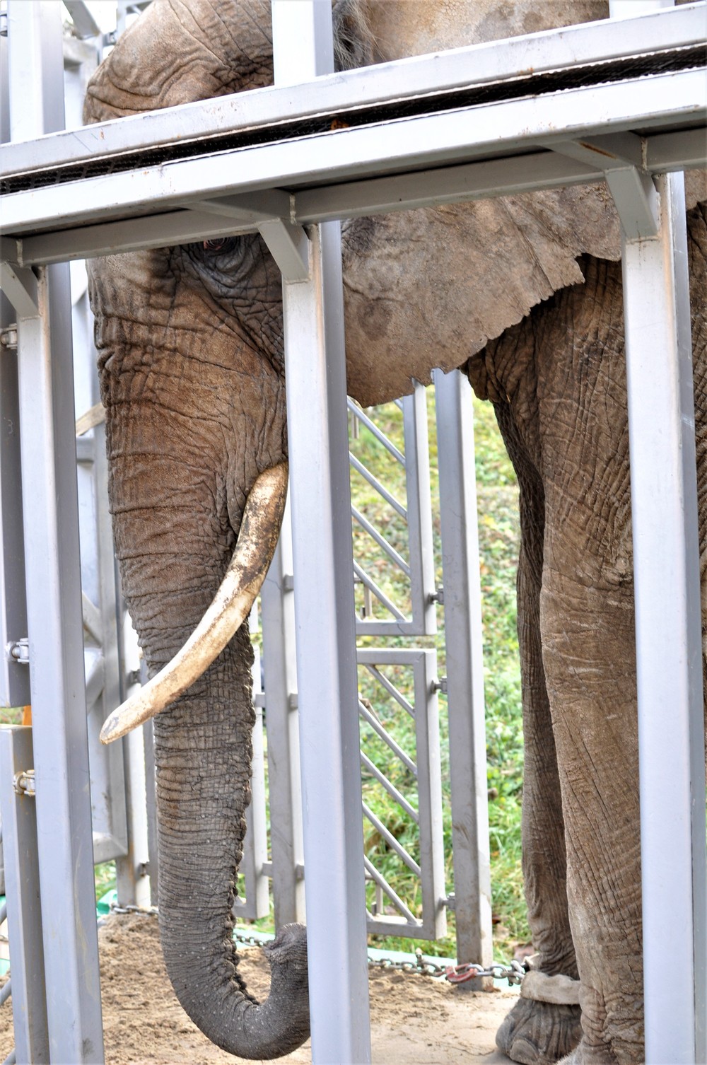 Sťahovanie slonov v ZOO Bojnice