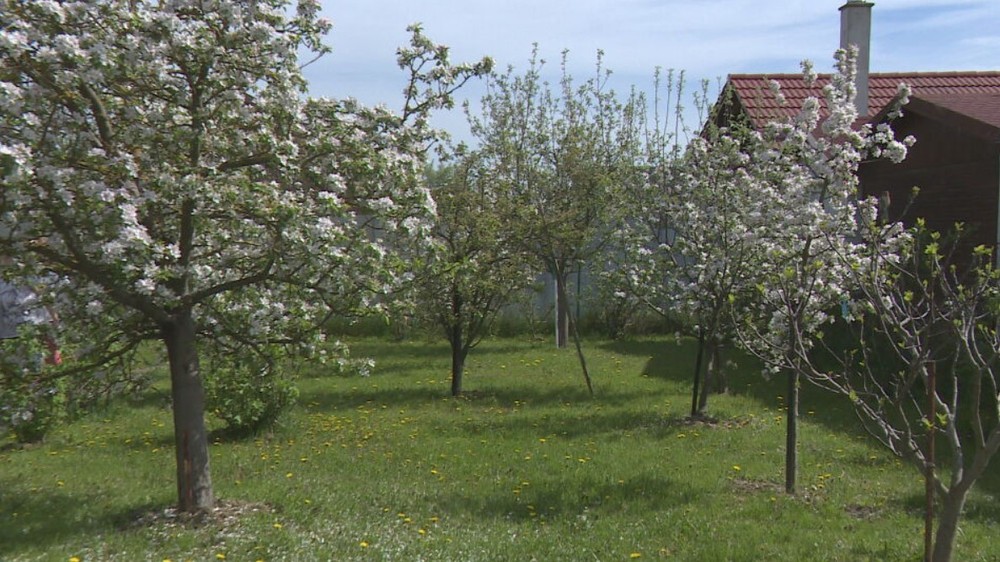 teplotne rekordy pocasie kvety (9)