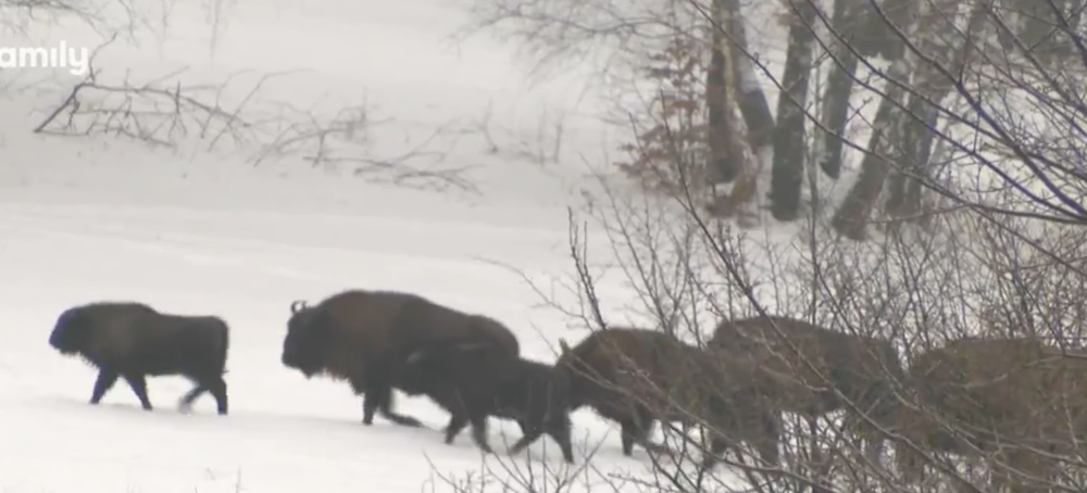 Stopovanie zubrov v Poloninách
