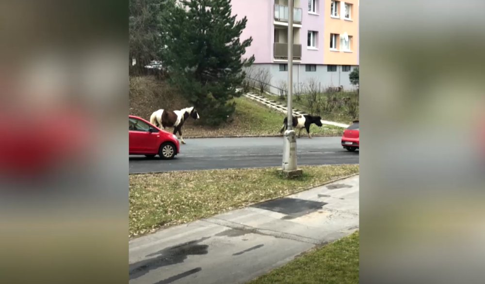 Koník a poník na sídlisku