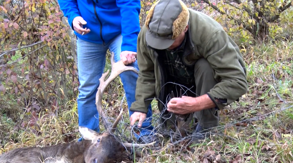 Poľovníci zachraňovali dvoch danielov. Vysileným zvieratám pomohli v poslednej chvíli