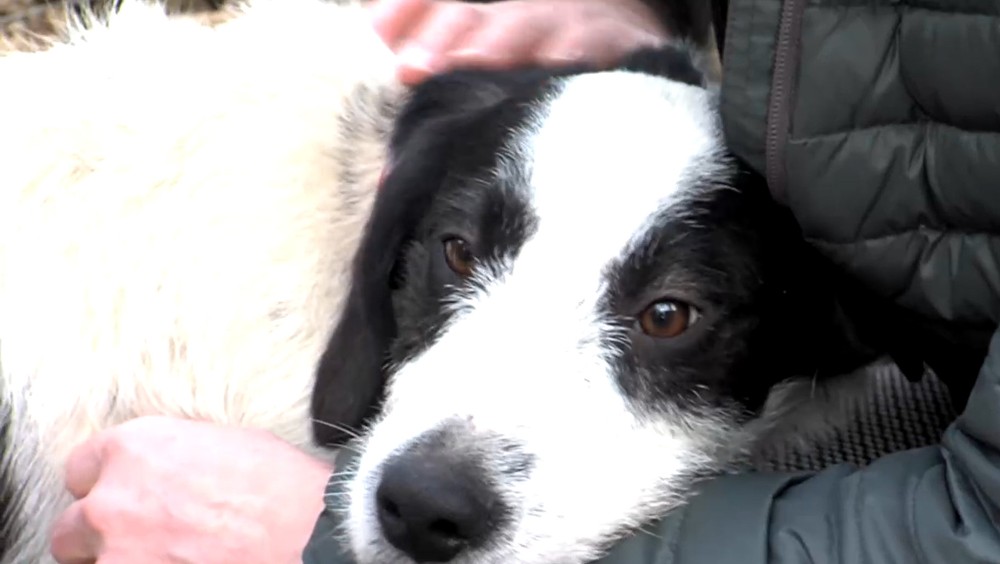 Psa chceli utopiť v potoku