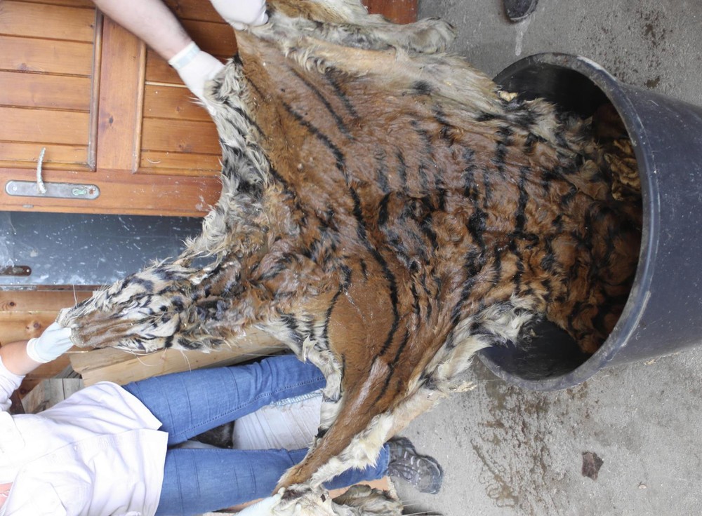 Razia v Prahe proti nelegálnemu obchodovaniu s tigrami