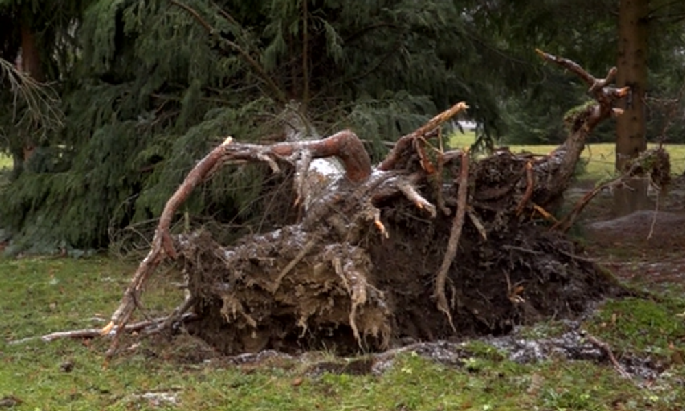 Severom Slovenska sa prehnal vietor o sile orkánu. Viaceré obce ostali na Štedrý deň bez elektriny