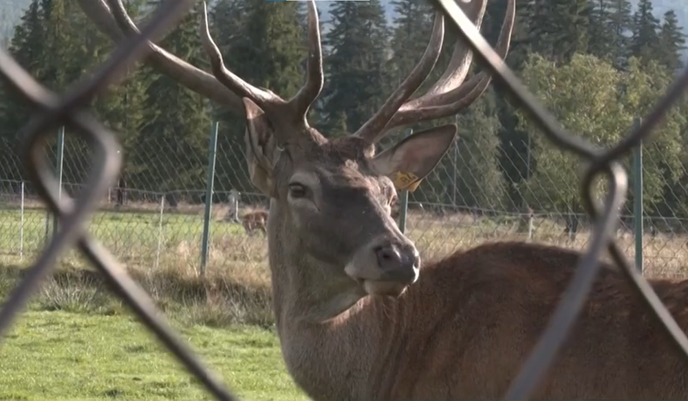 Polepšovňa pre jelene