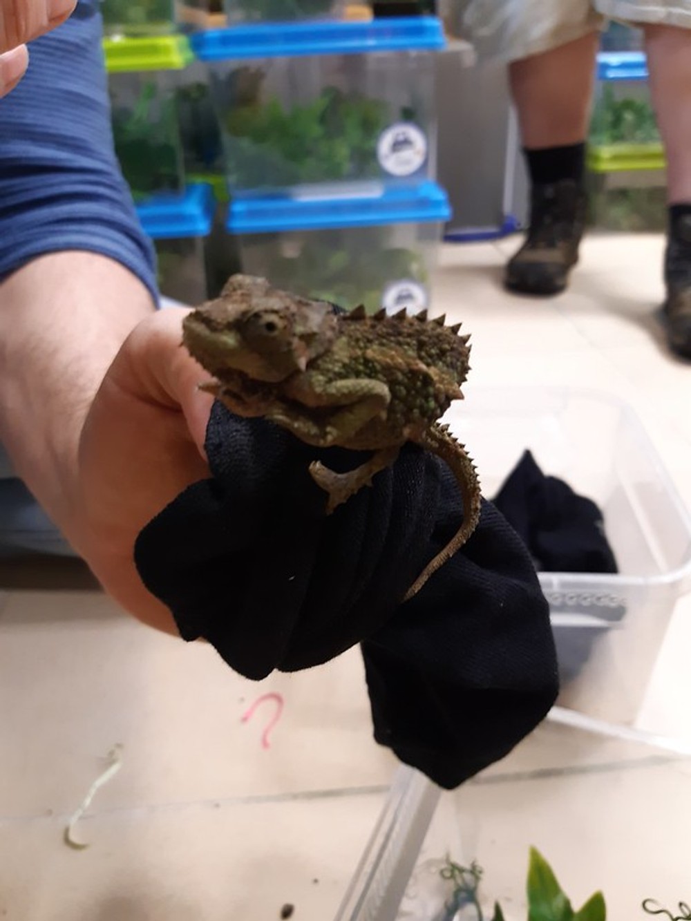 Colná polícia zadržala chameleónov na letisku 