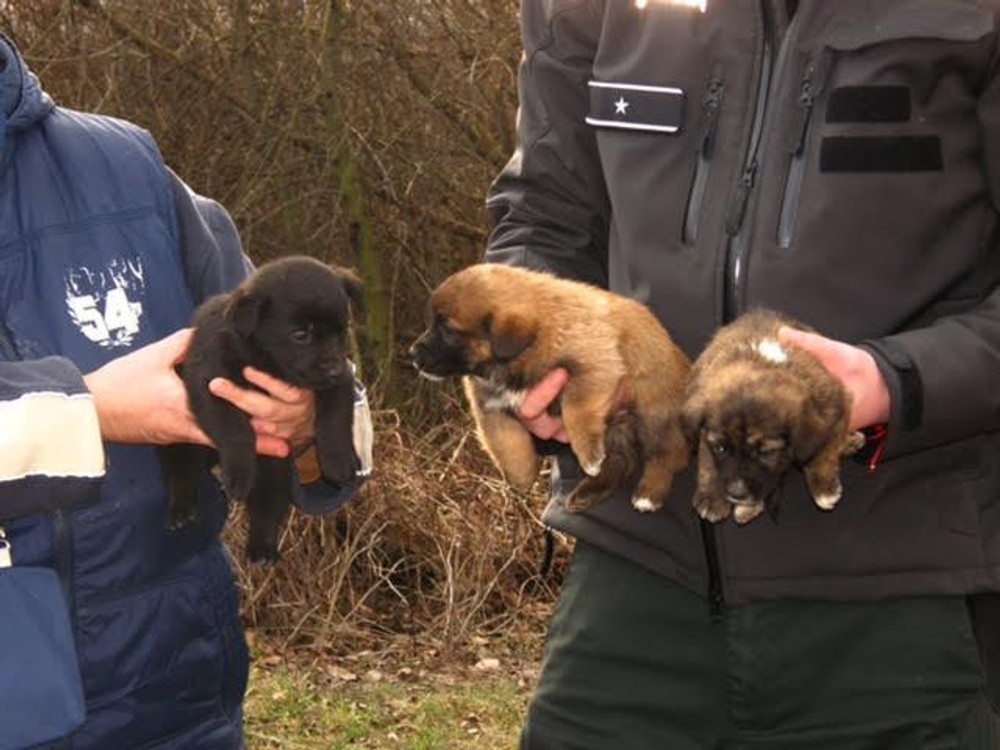 Pri Gabčíkove niekto vyhodil šteniatka k Dunaju, život im zachránila polícia