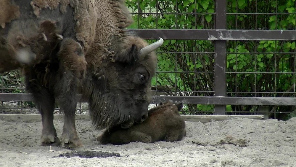 [multi] Zubrica 5677
