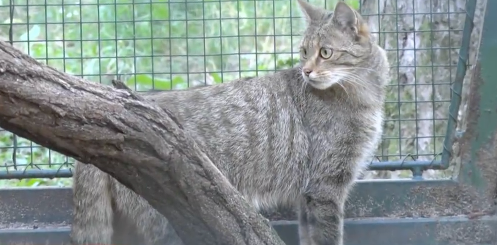 Netradične rozsiahle pátranie  po mačke divej