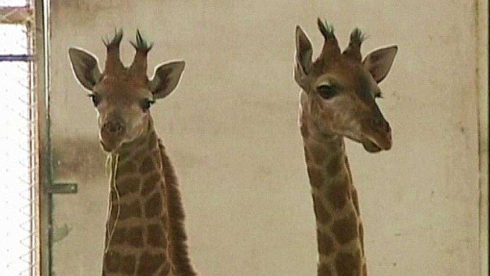 Toto sú dvojmetrové dvojčatá žirafy!