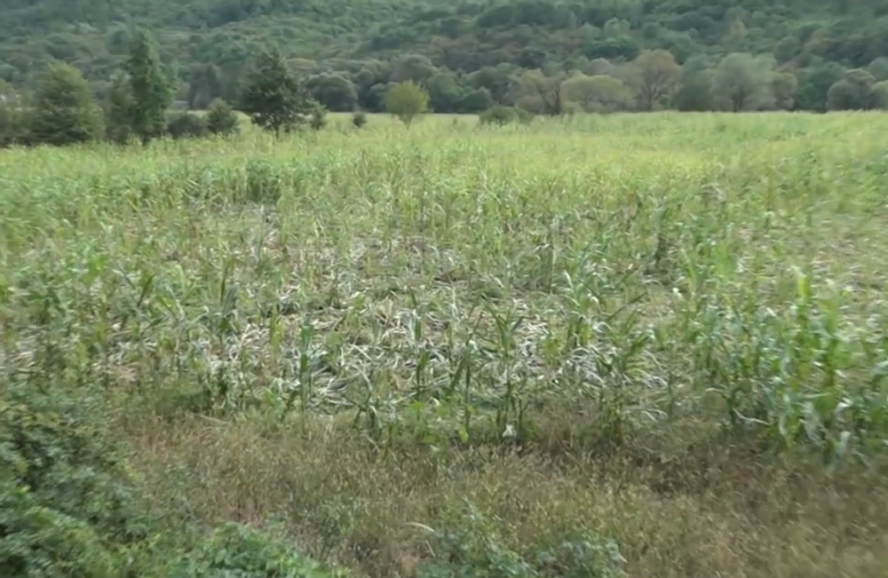 Zver ničí úrodu 2