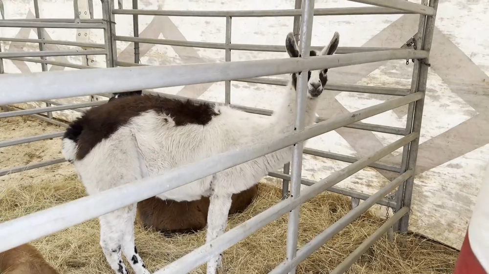 majitel cirkusu karantena